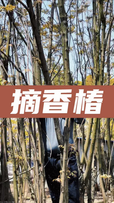 香椿雞蛋有，就缺二兩酒！
