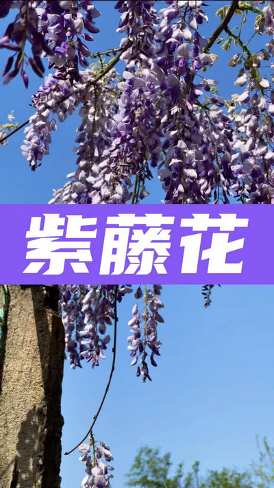 春有約，花不誤，陌上紫藤香如故。